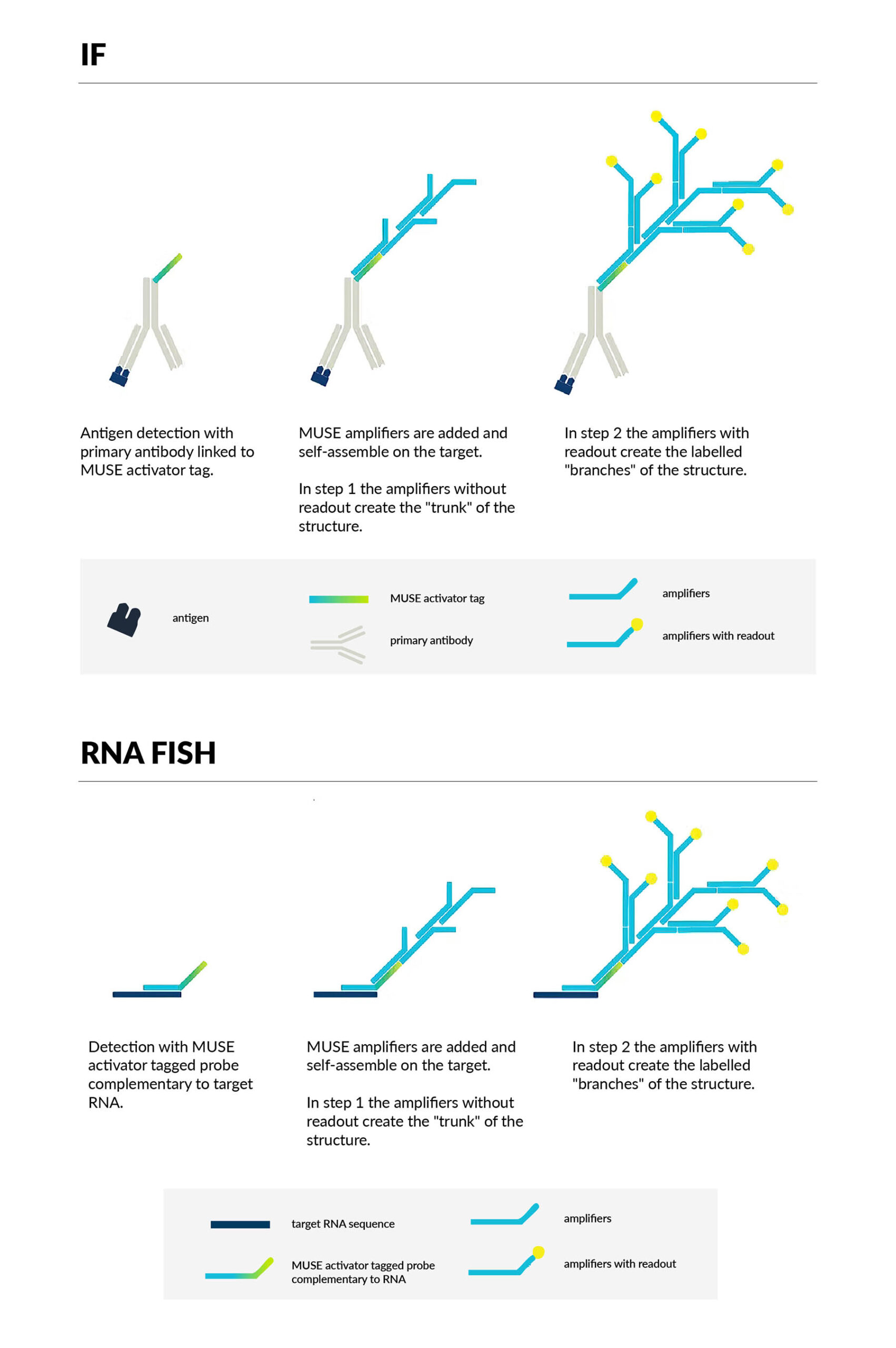How MUSE works
